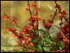 EVENT Christmas Florals 1