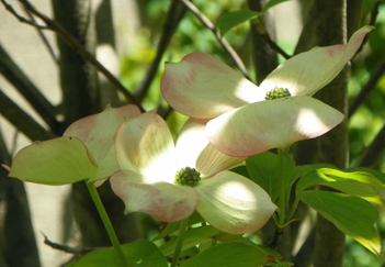 Donate Easter Flowers and Brass